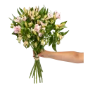 Kytice alstromerii